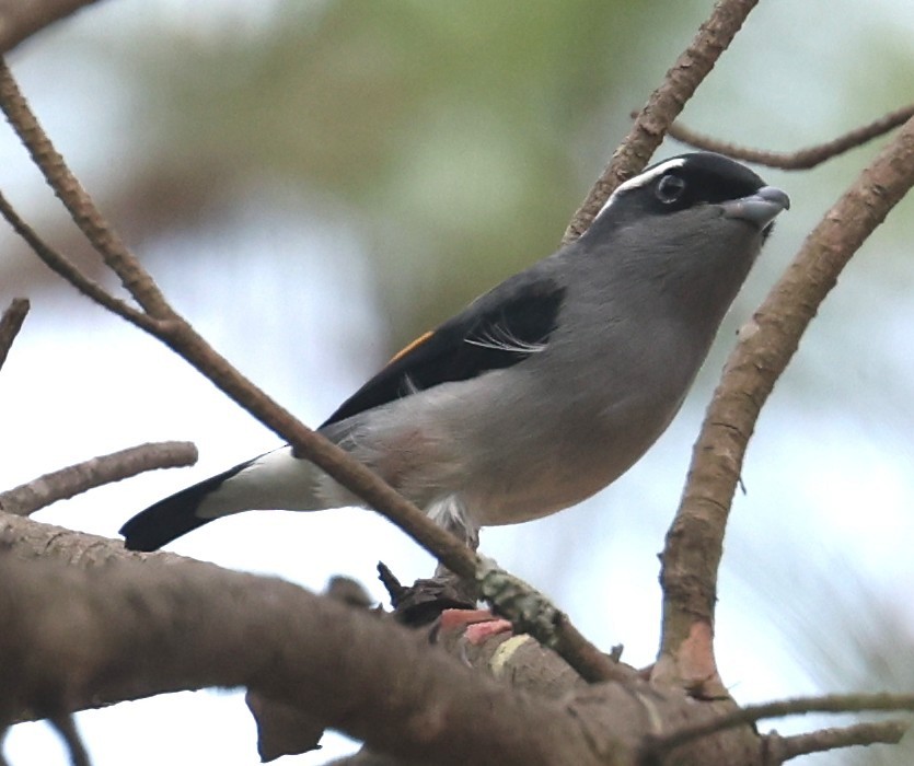 White-browed Shrike-Babbler - ML641379350