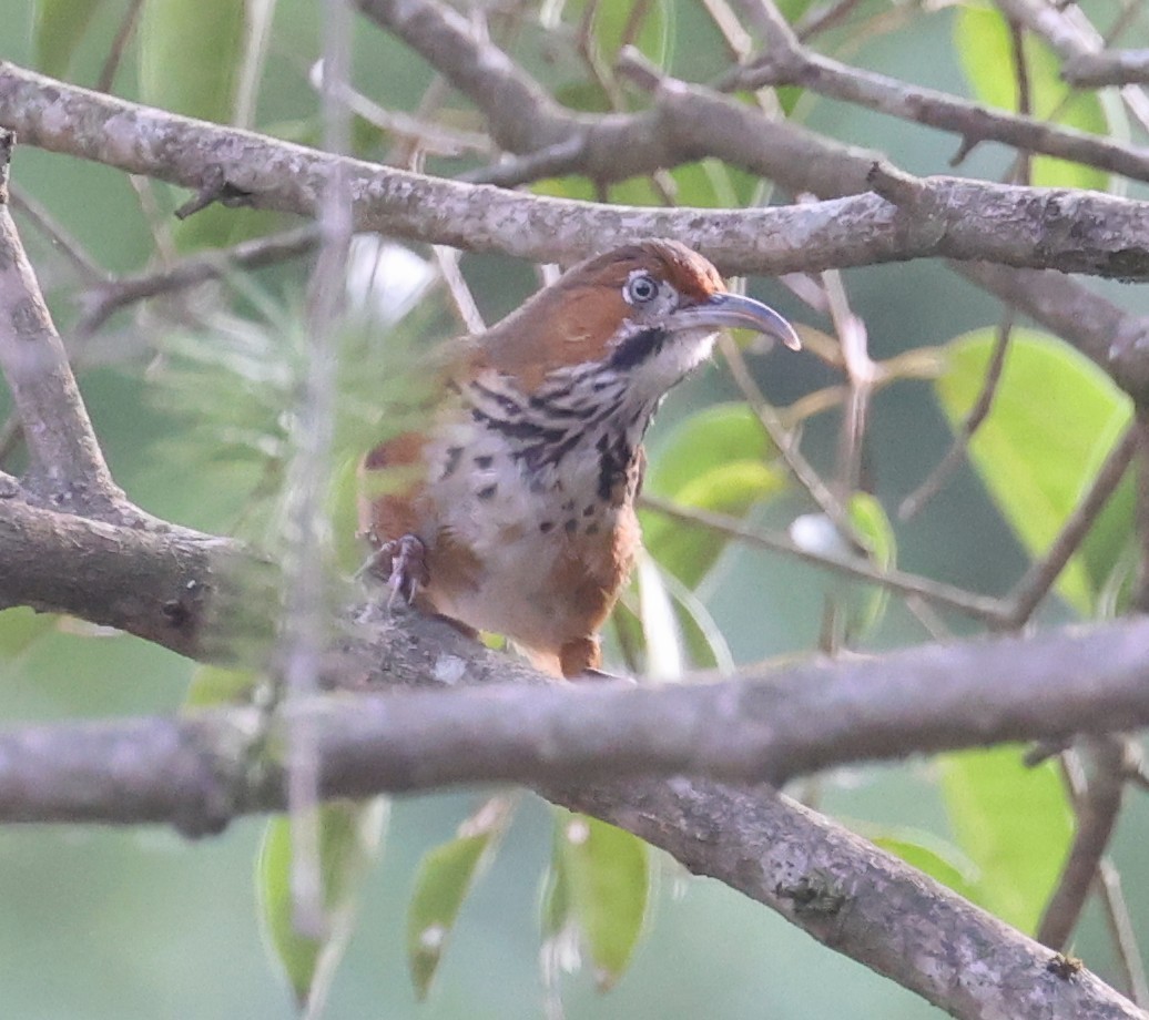 Black-streaked Scimitar-Babbler - ML641379457