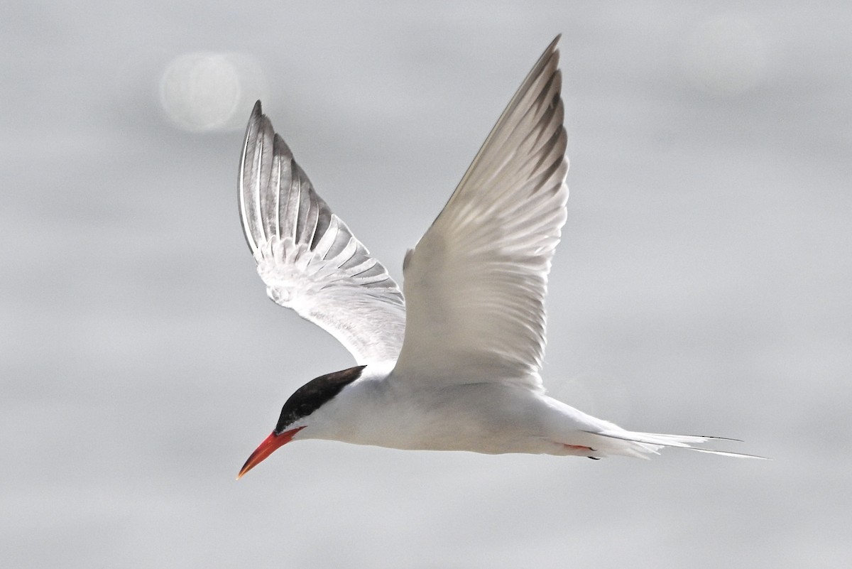 Sterne pierregarin - ML641379462