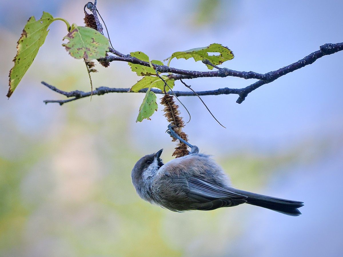 Boreal Chickadee - ML641379473