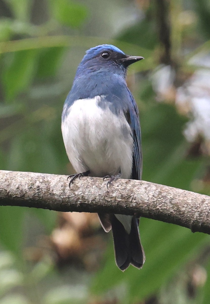 Zappey's Flycatcher - ML641379483