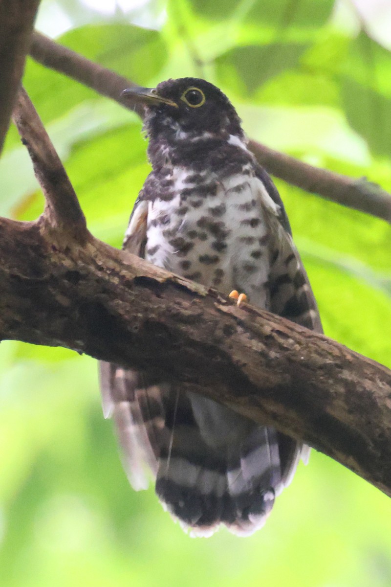 Malaysian Hawk-Cuckoo - ML641379487