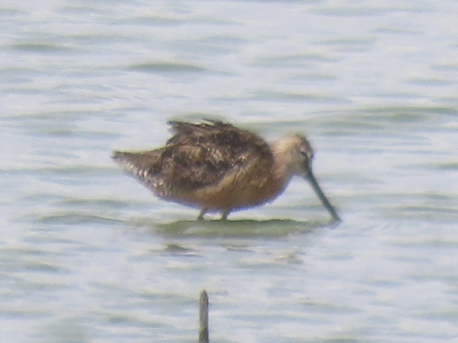 Bécassin à long bec - ML641379495