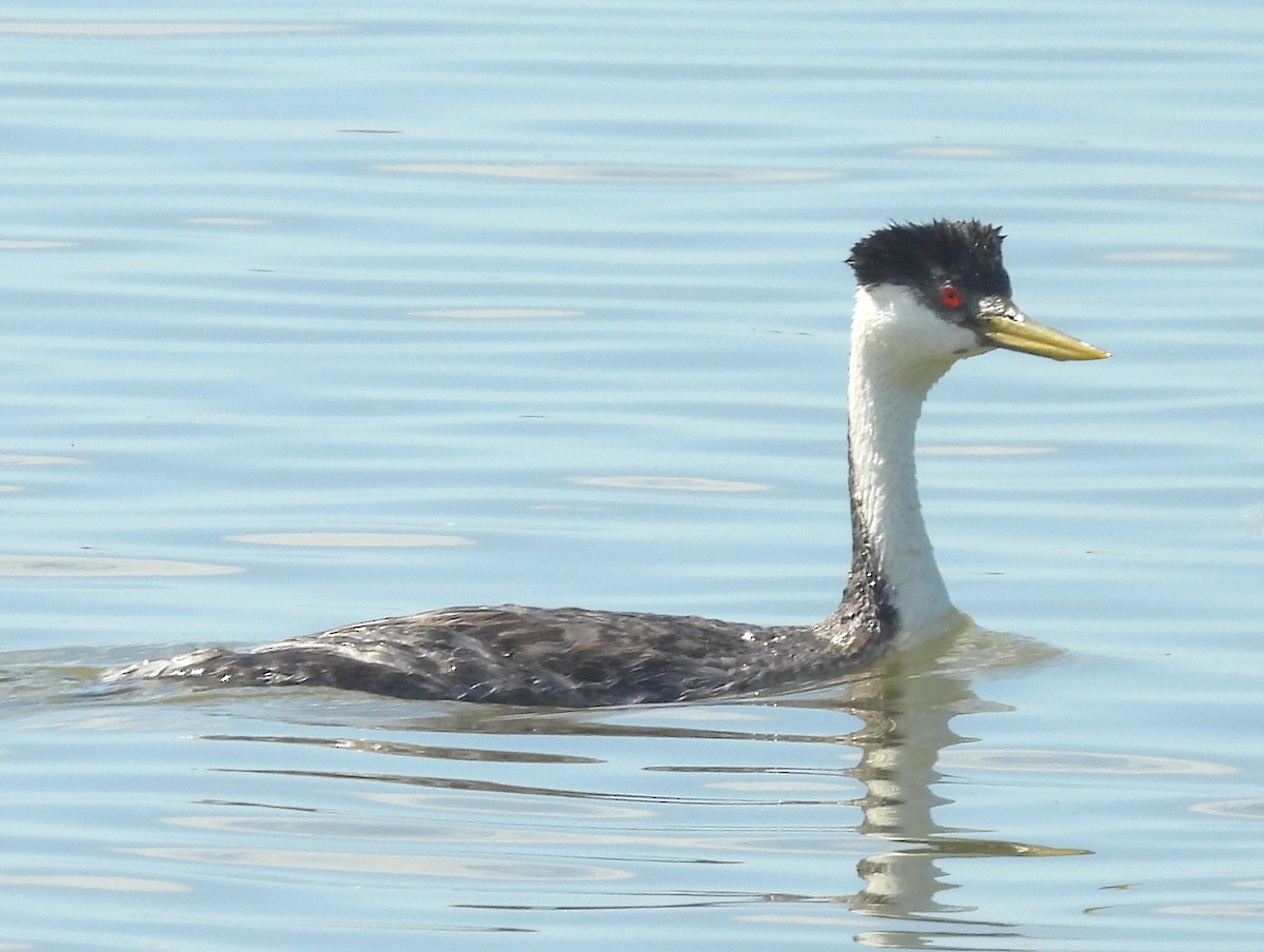 Western Grebe - ML641379559