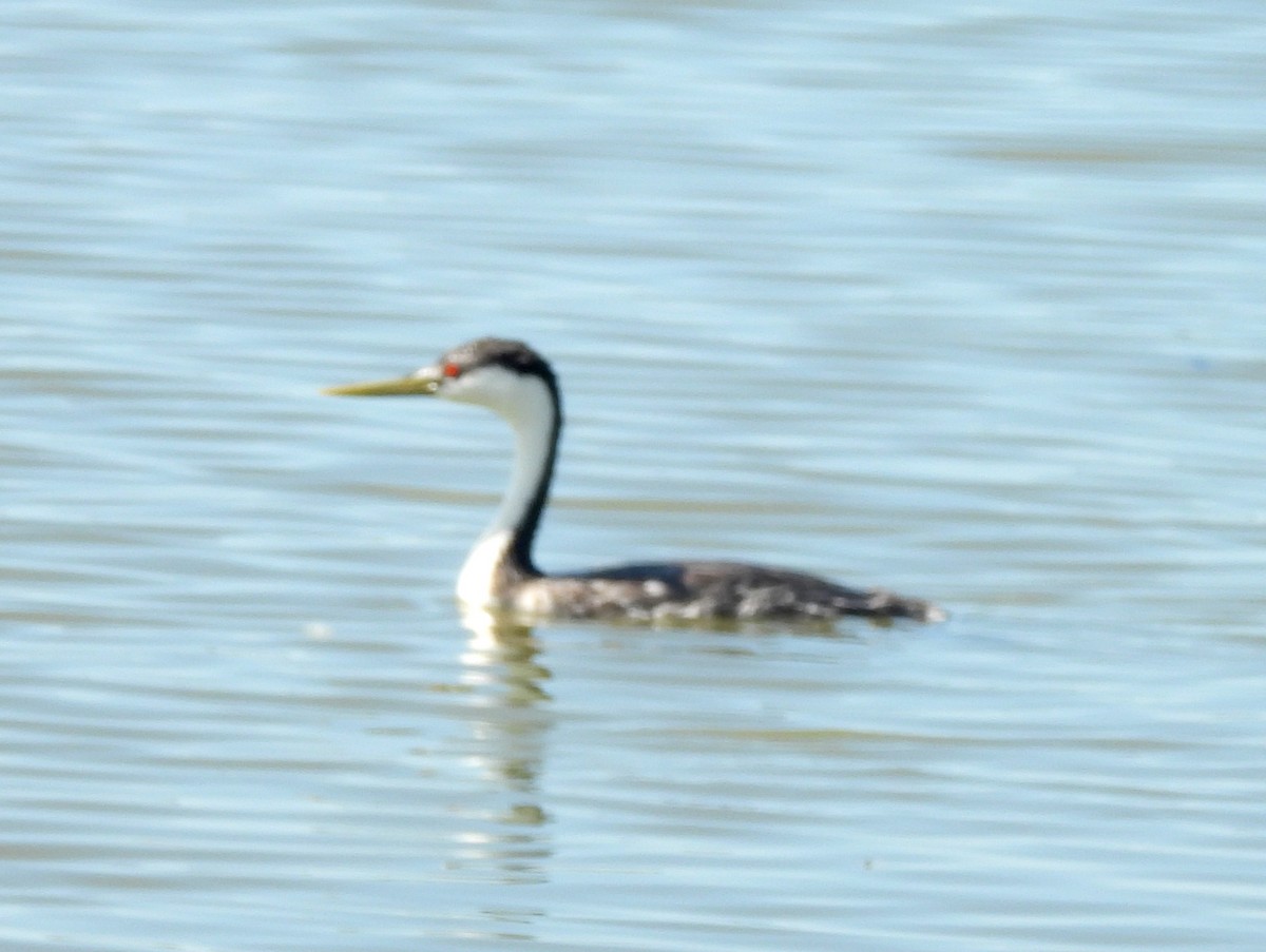Western Grebe - ML641379560