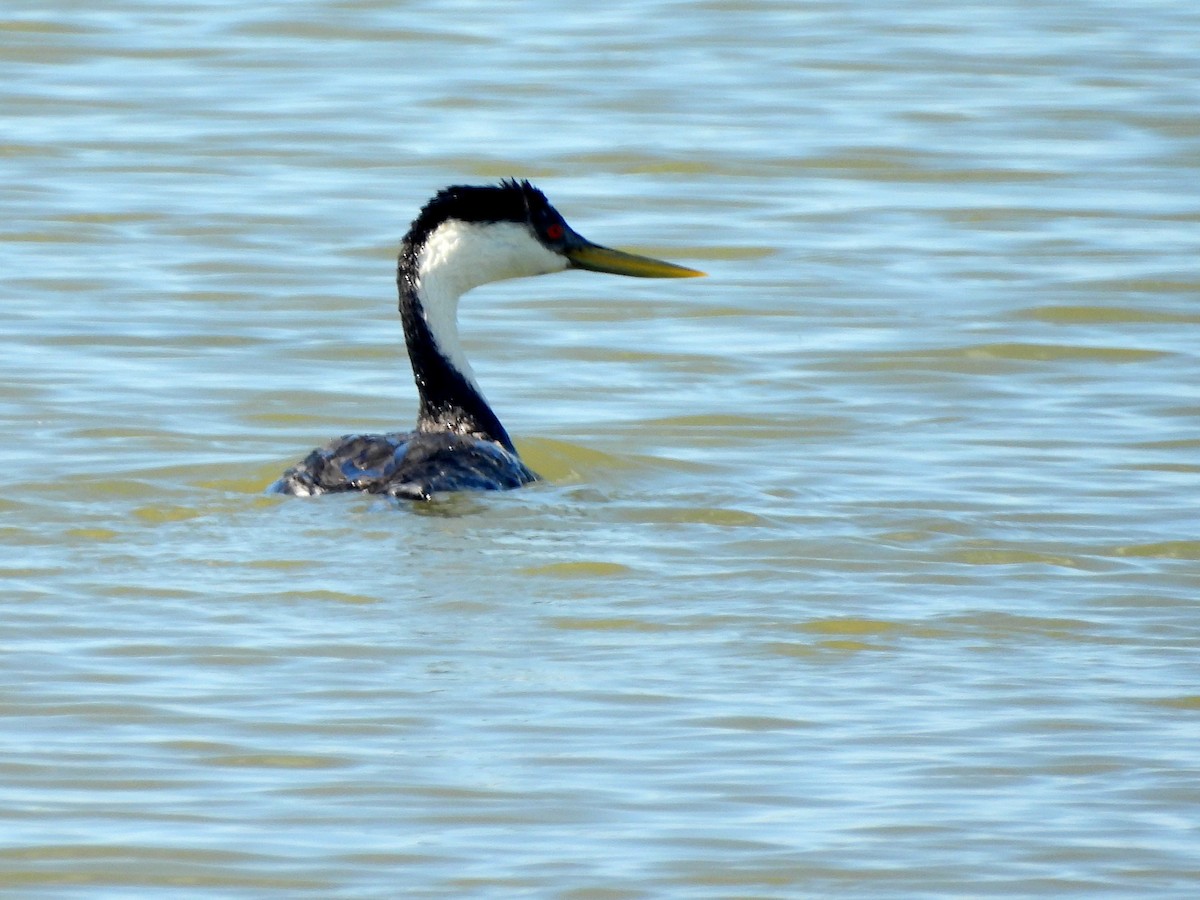 Western Grebe - ML641379561
