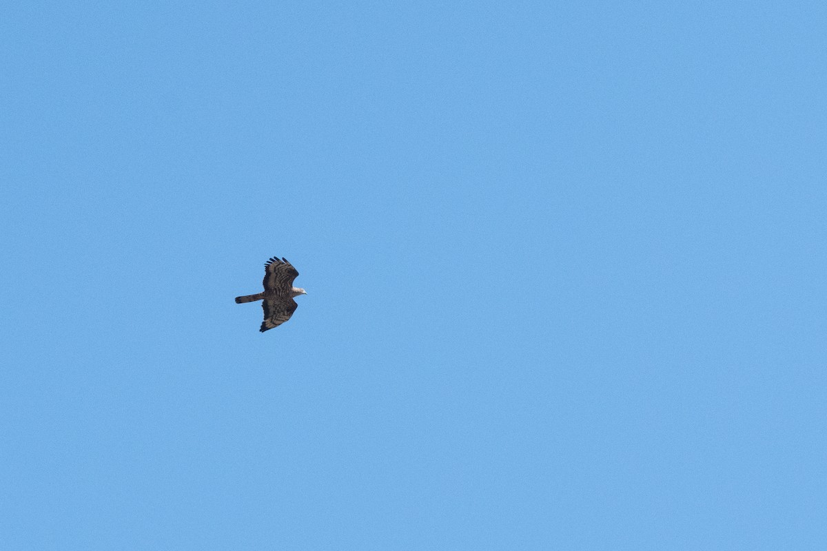 European Honey-buzzard - ML641379577