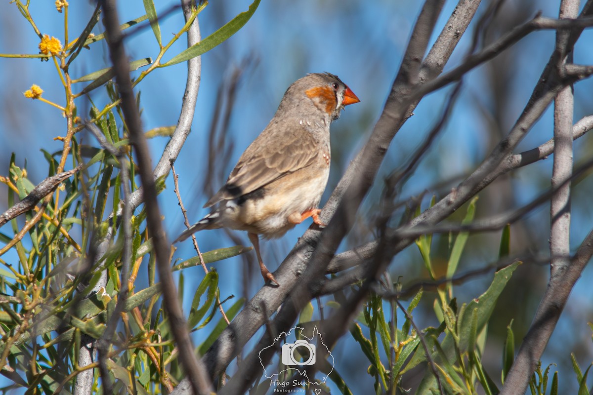 Zebra Finch - ML641379578