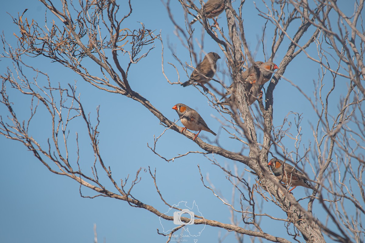 Zebra Finch - ML641379580