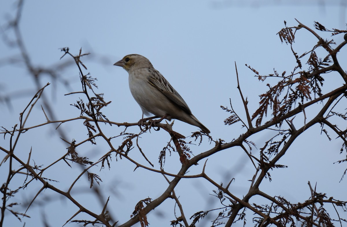 ハジロホウオウ - ML641379607