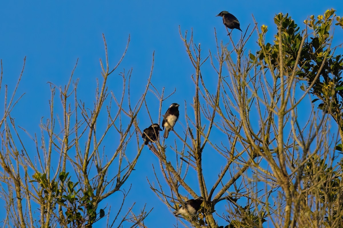 White-eared Barbet (White-eared) - ML641379621