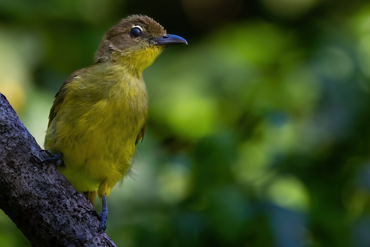 Yellow-bellied Greenbul - ML641379632