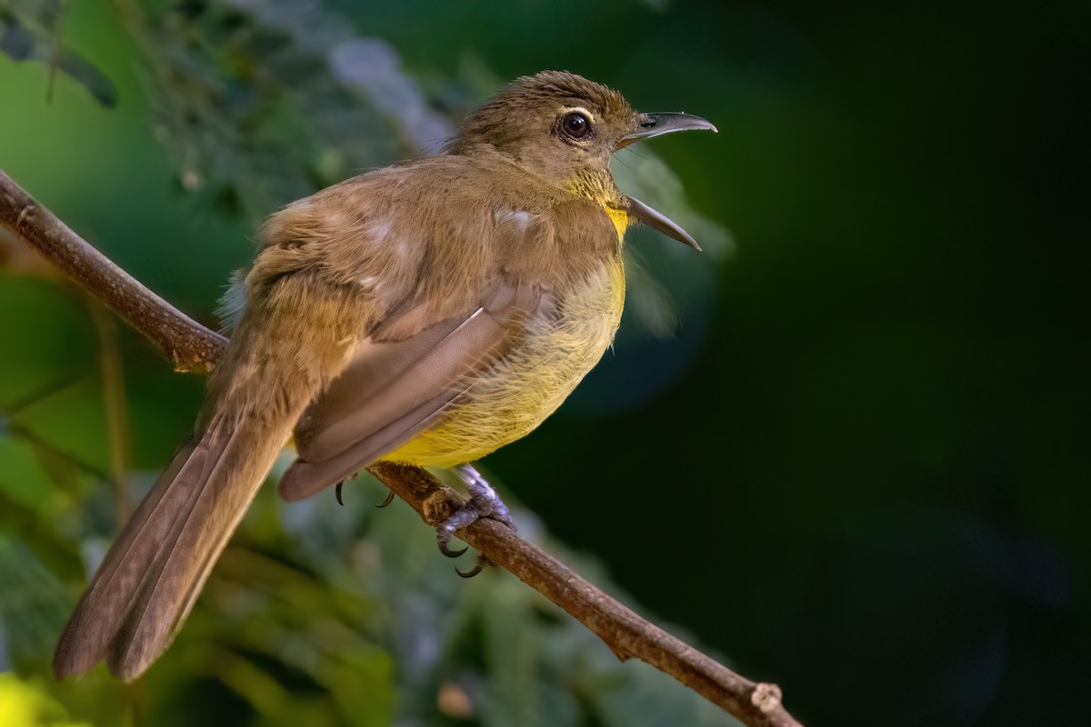Yellow-bellied Greenbul - ML641379633