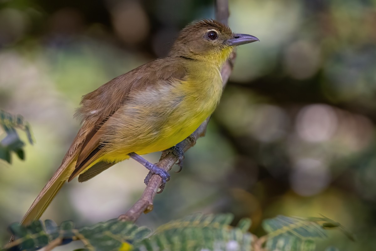 Yellow-bellied Greenbul - ML641379634