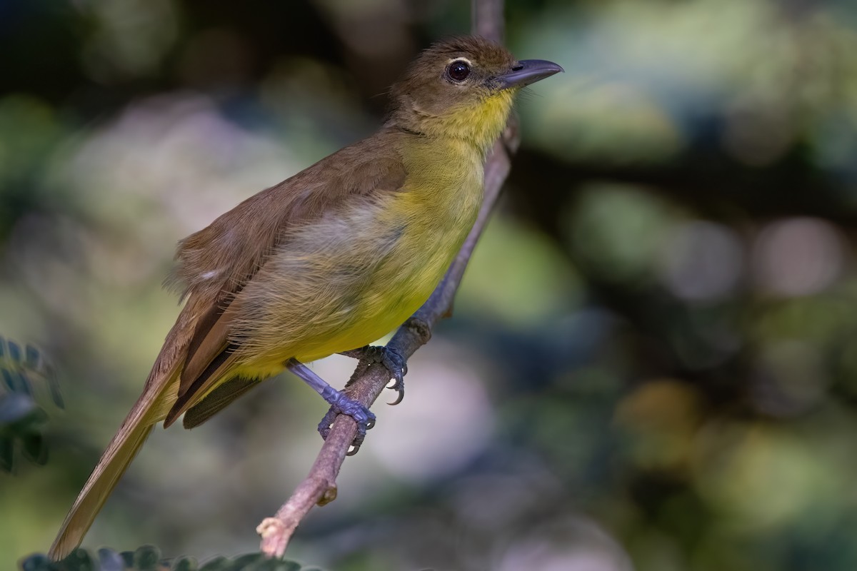 Yellow-bellied Greenbul - ML641379635