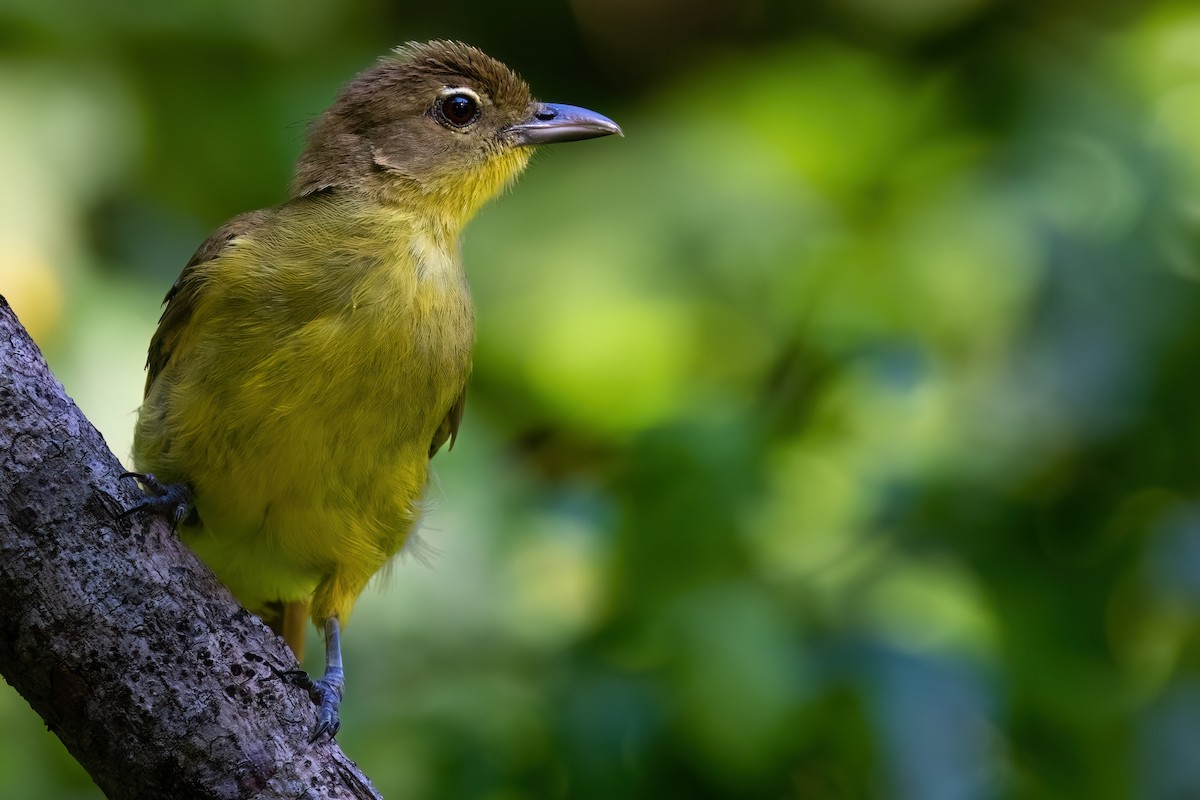 Yellow-bellied Greenbul - ML641379636