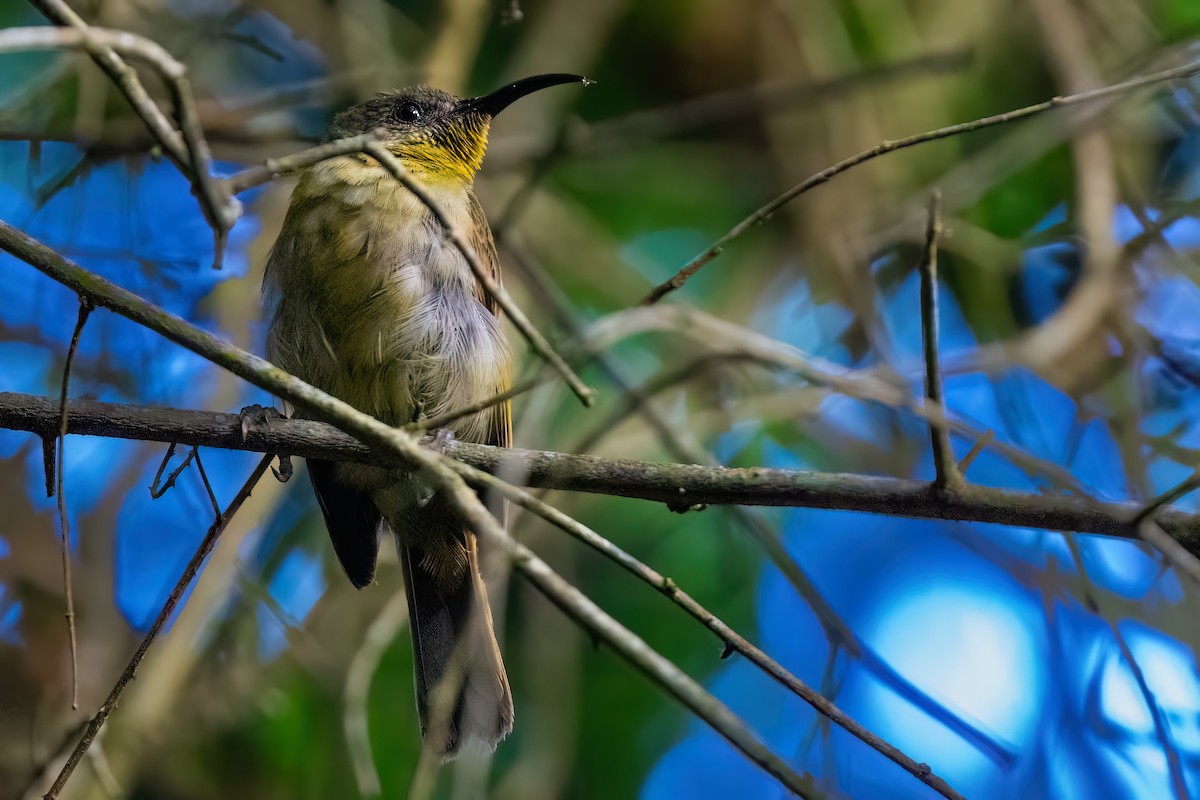 Olive Sunbird - ML641379641
