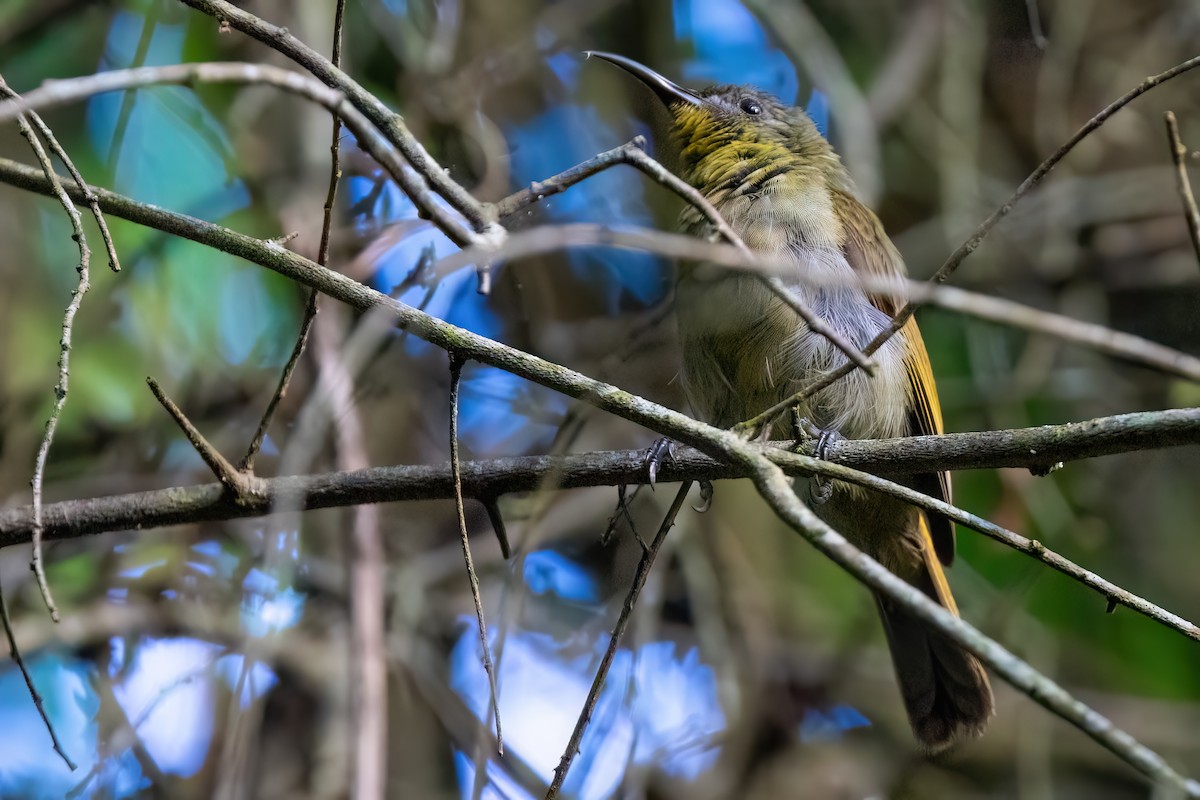 Olive Sunbird - ML641379642