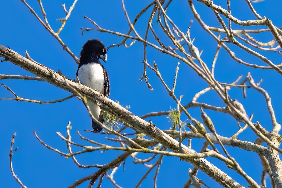 Black-and-white Mannikin (Red-backed) - ML641379645