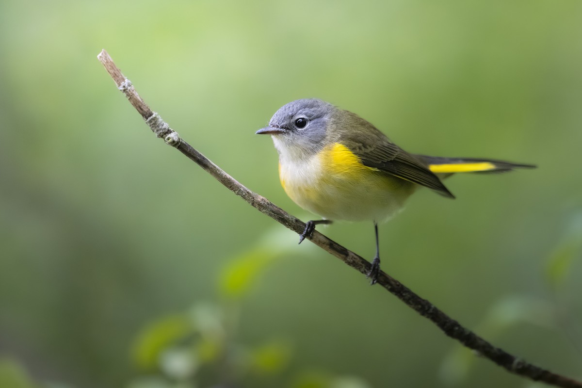 American Redstart - ML641379647