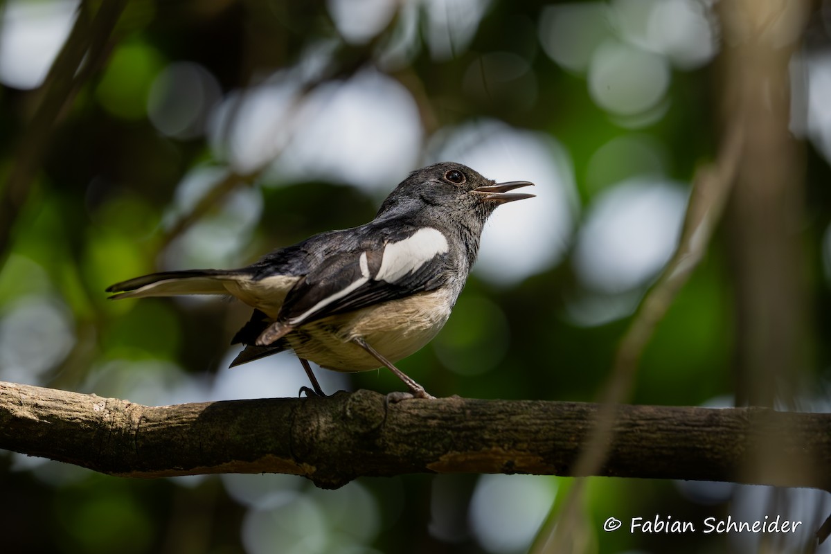 Oriental Magpie-Robin - ML641379672