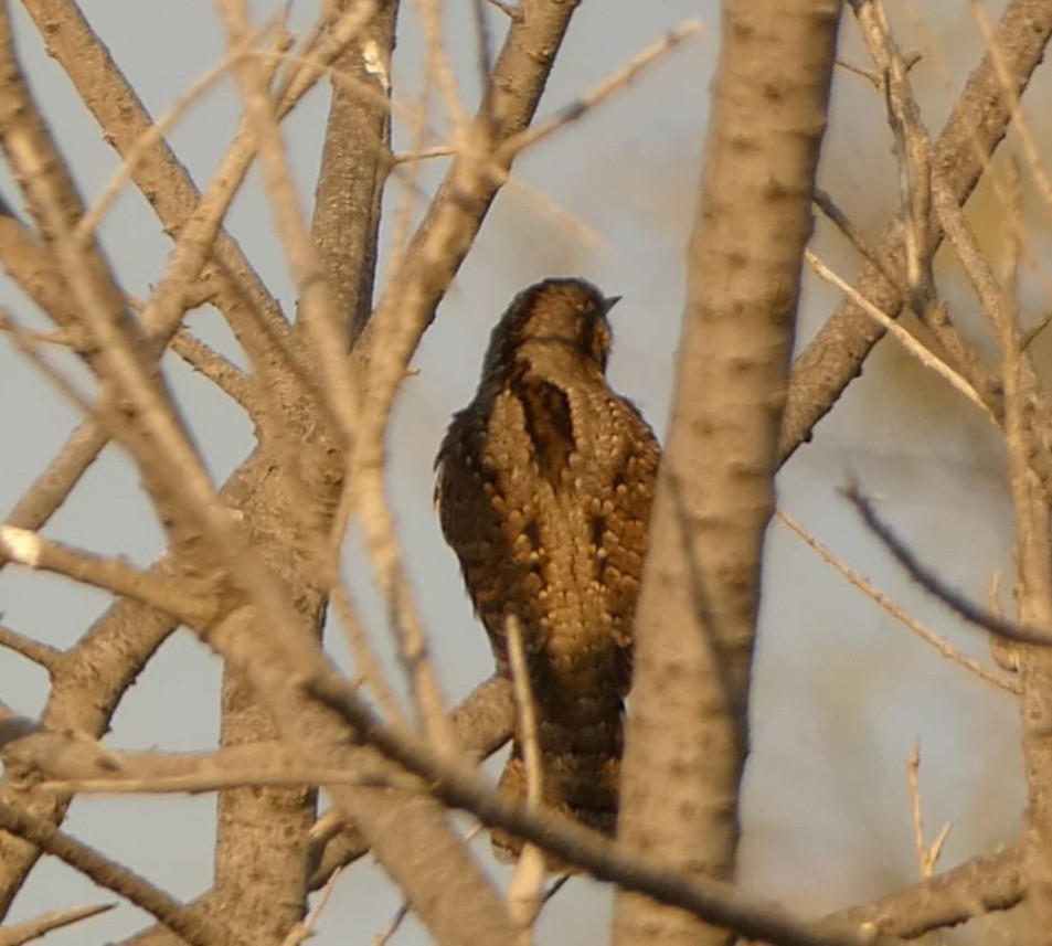 地啄木 - ML641379677