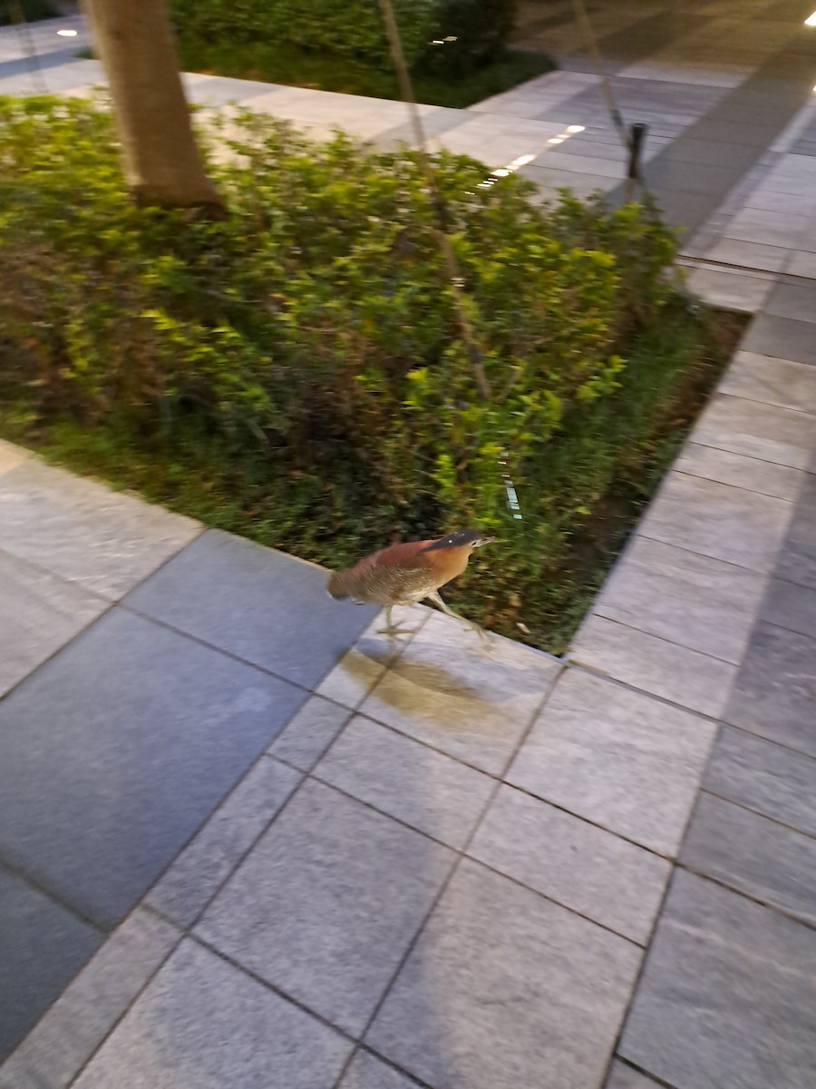 ズグロミゾゴイ - ML641379685