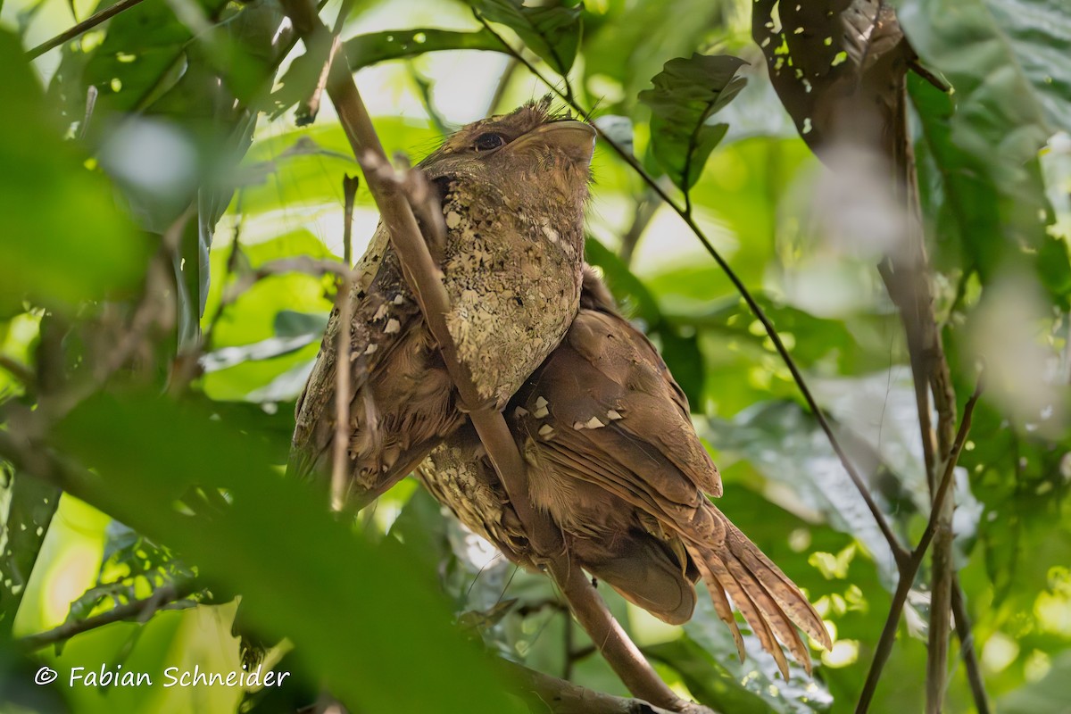 Sri Lanka Frogmouth - ML641379698