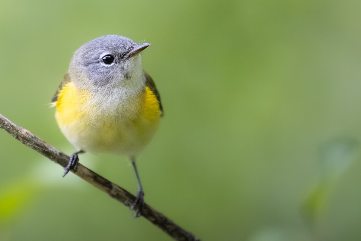 American Redstart - ML641379716