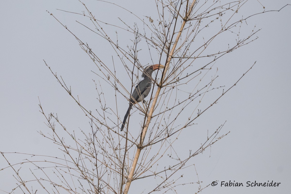 Malabar Gray Hornbill - ML641379718