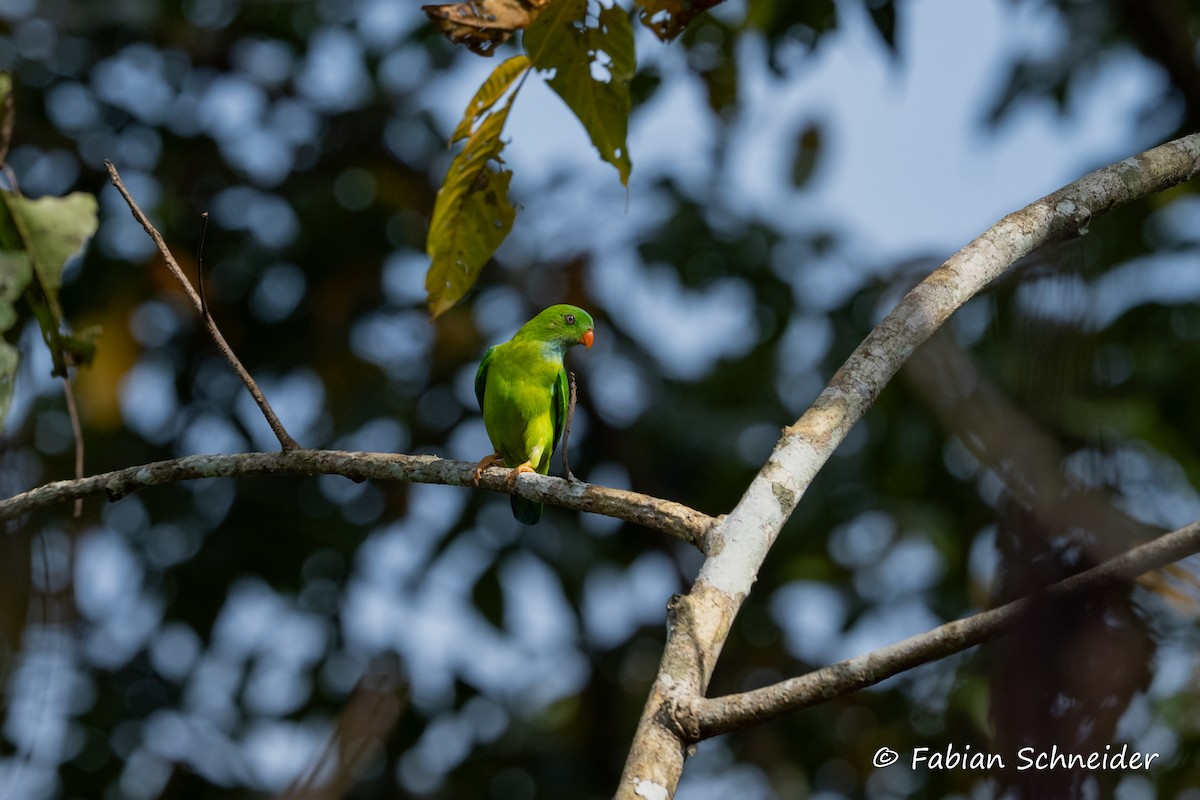 Vernal Hanging-Parrot - ML641379720