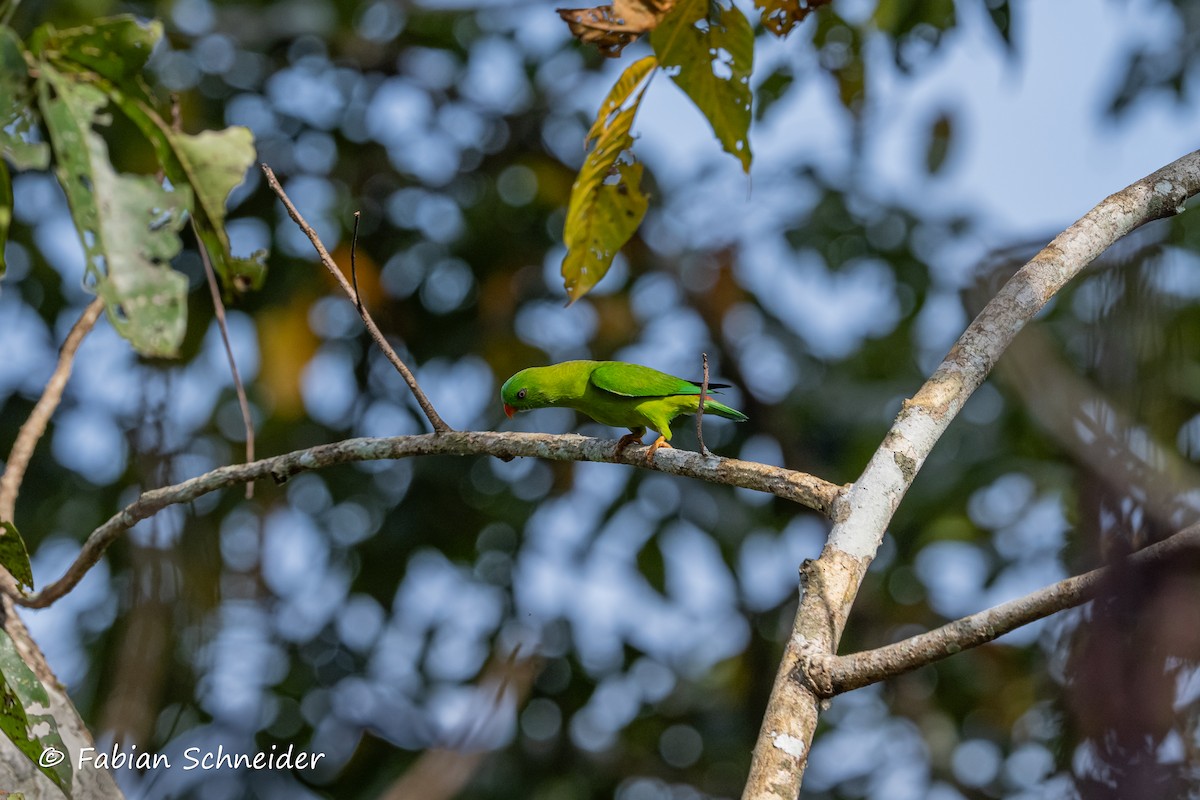 Vernal Hanging-Parrot - ML641379721