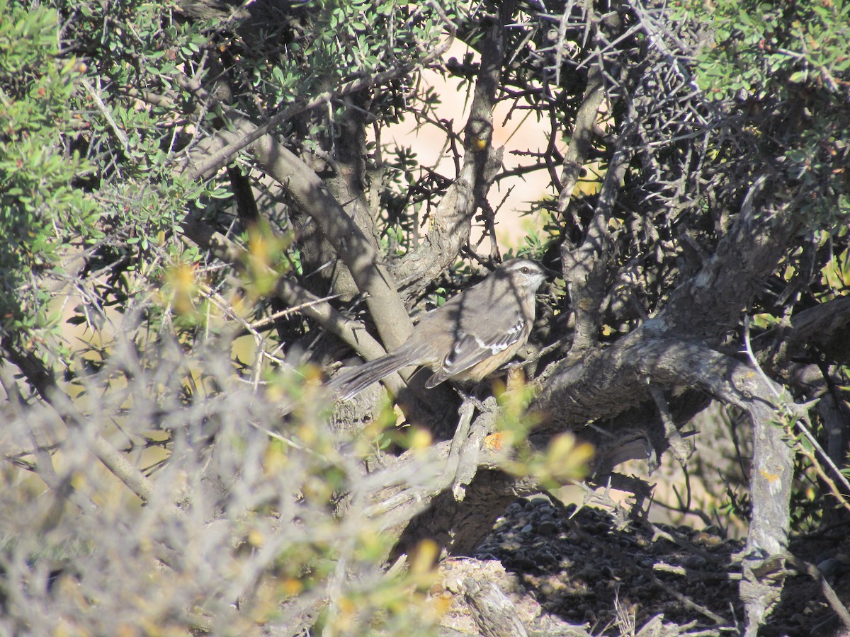 Patagonian Mockingbird - ML641379724