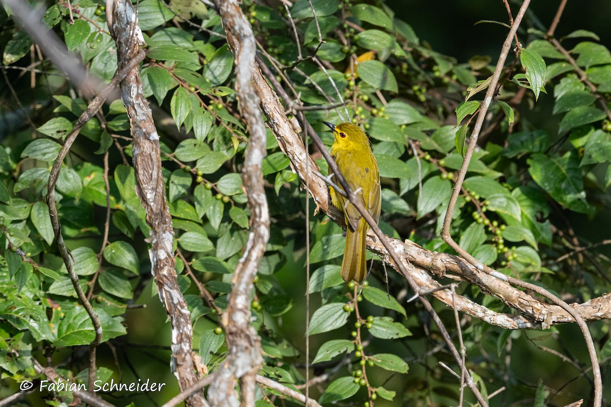 Yellow-browed Bulbul - ML641379725