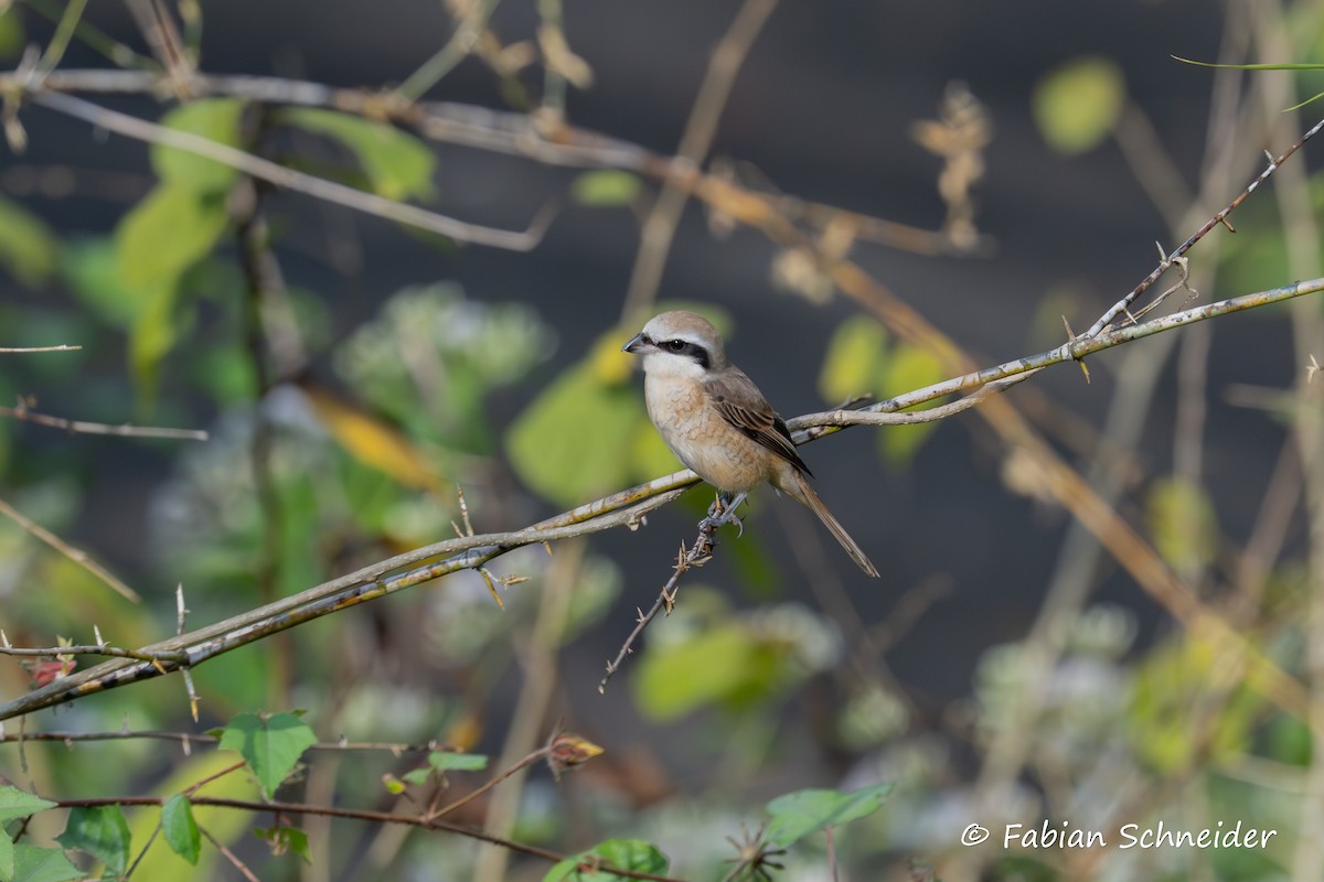 Brown Shrike - ML641379729