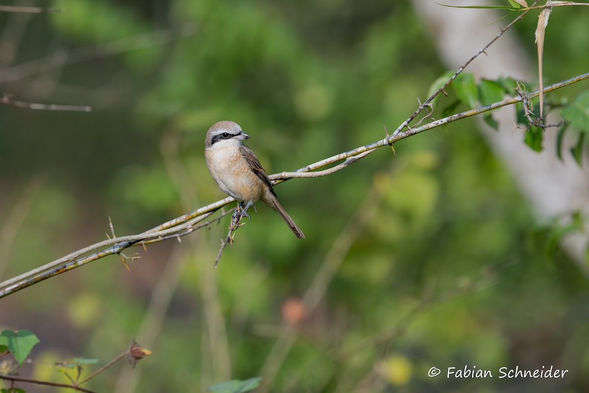 Brown Shrike - ML641379730