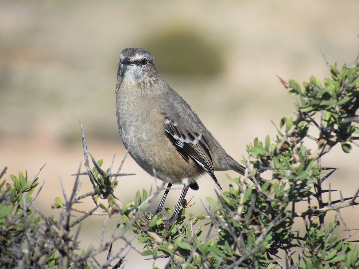 Patagonian Mockingbird - ML641379733