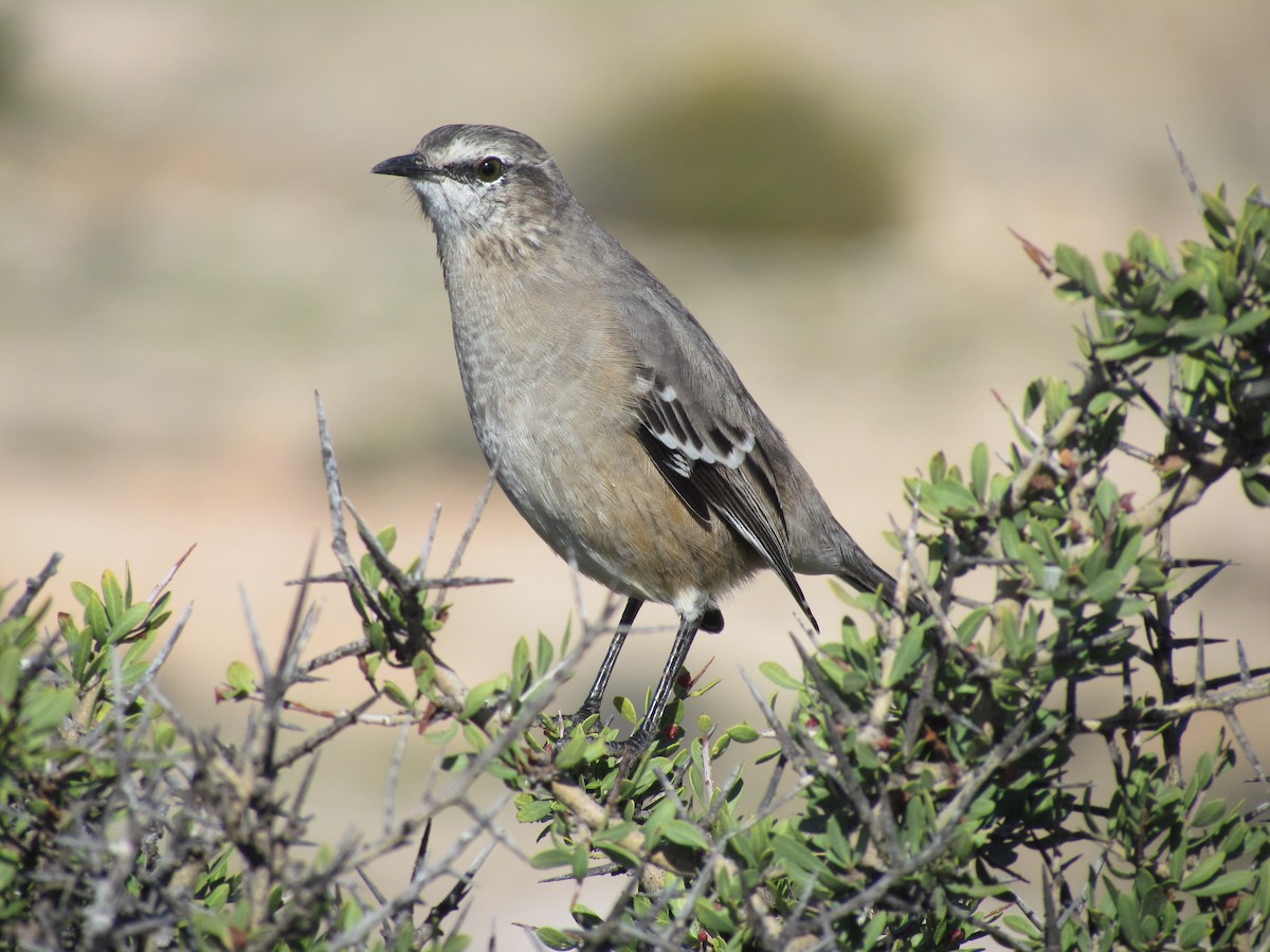 Patagonian Mockingbird - ML641379735