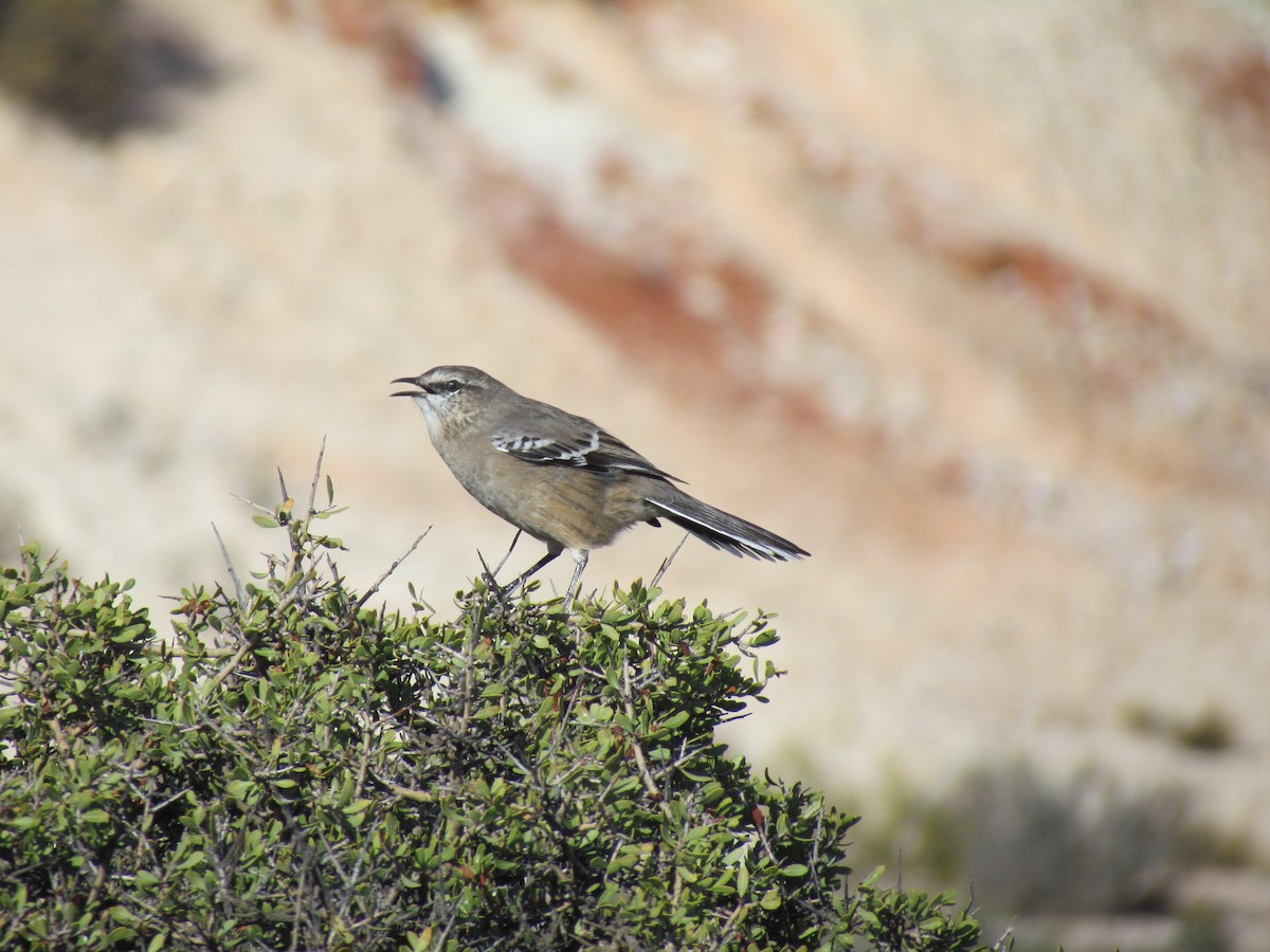 Patagonian Mockingbird - ML641379749