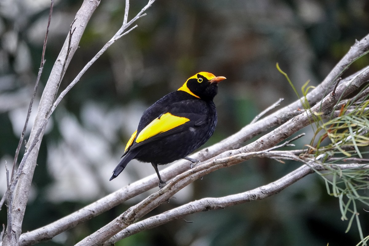 Regent Bowerbird - ML641379764