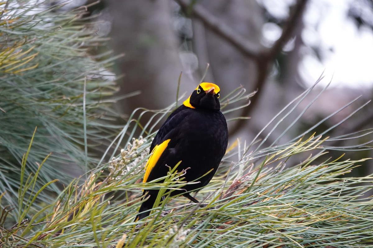 Regent Bowerbird - ML641379765