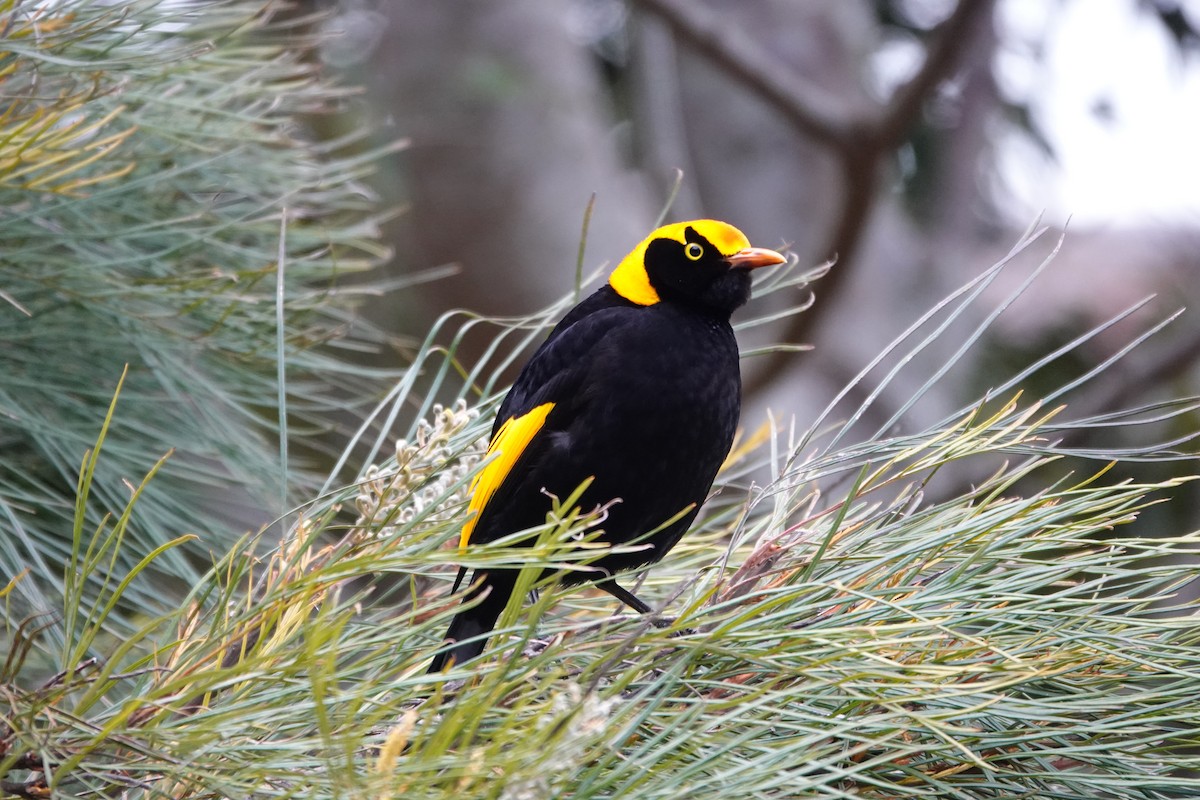 Regent Bowerbird - ML641379766