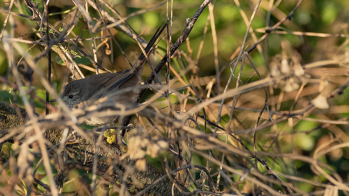 Sharp-billed Canastero - ML641379768