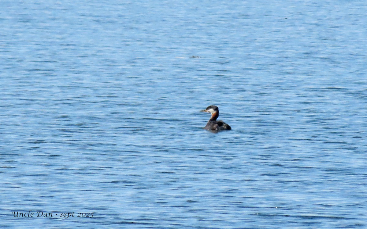 Red-necked Grebe - ML641379776
