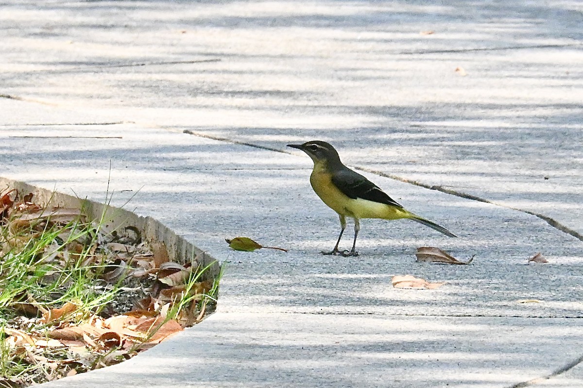 Gray Wagtail - ML641379785
