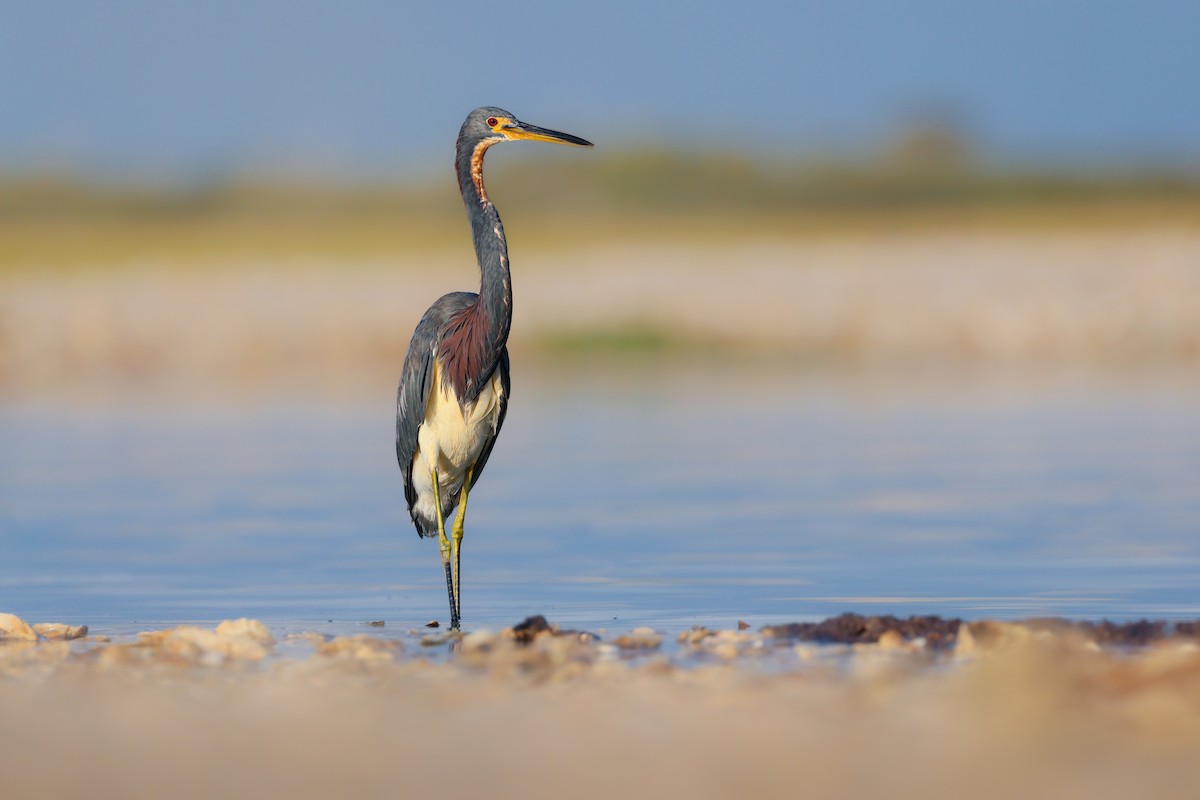 Tricolored Heron - ML641379797