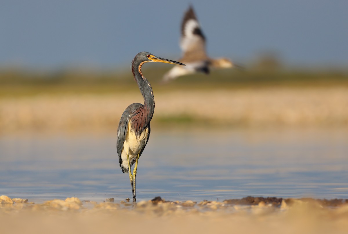Tricolored Heron - ML641379798