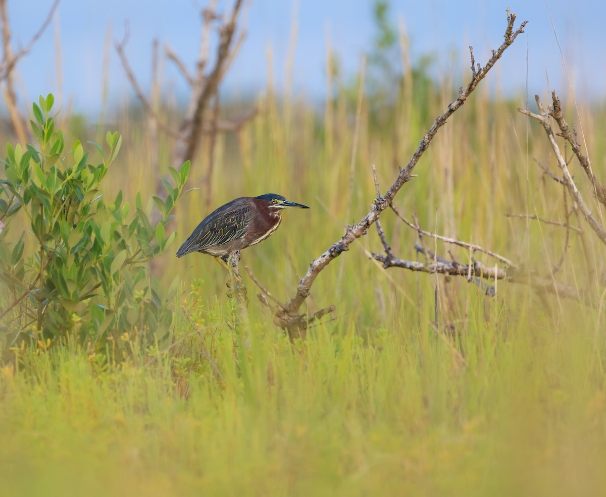Green Heron - ML641379820