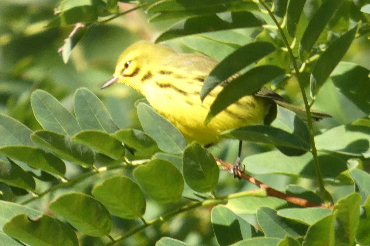 Paruline des prés - ML641379842