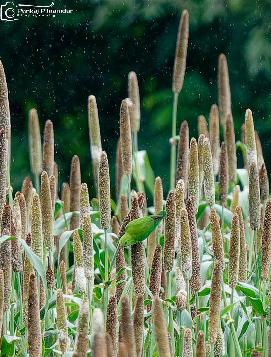 Vernal Hanging-Parrot - ML641379854